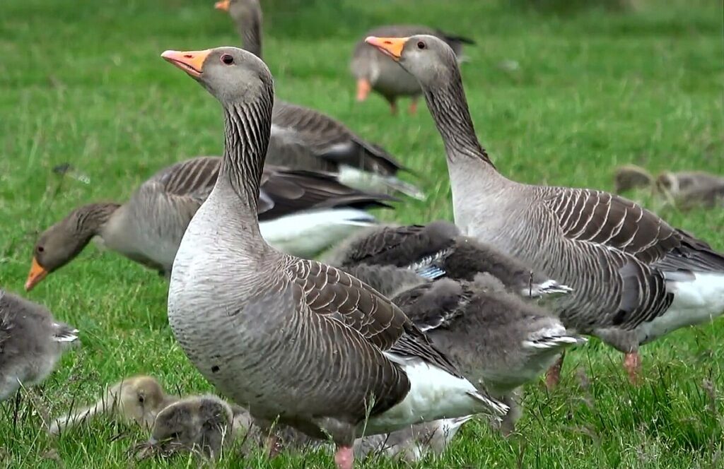 Aumento de casos de gripe aviar en Salina: alerta para la comunidad