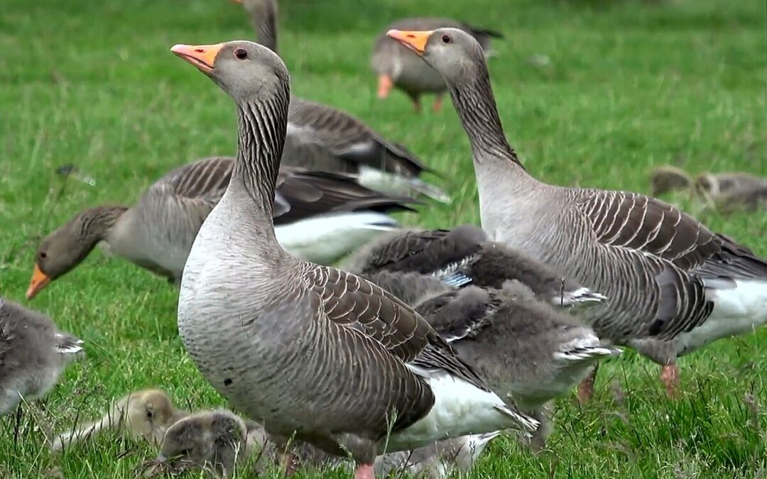 Aumento de casos de gripe aviar en Salina: alerta para la comunidad