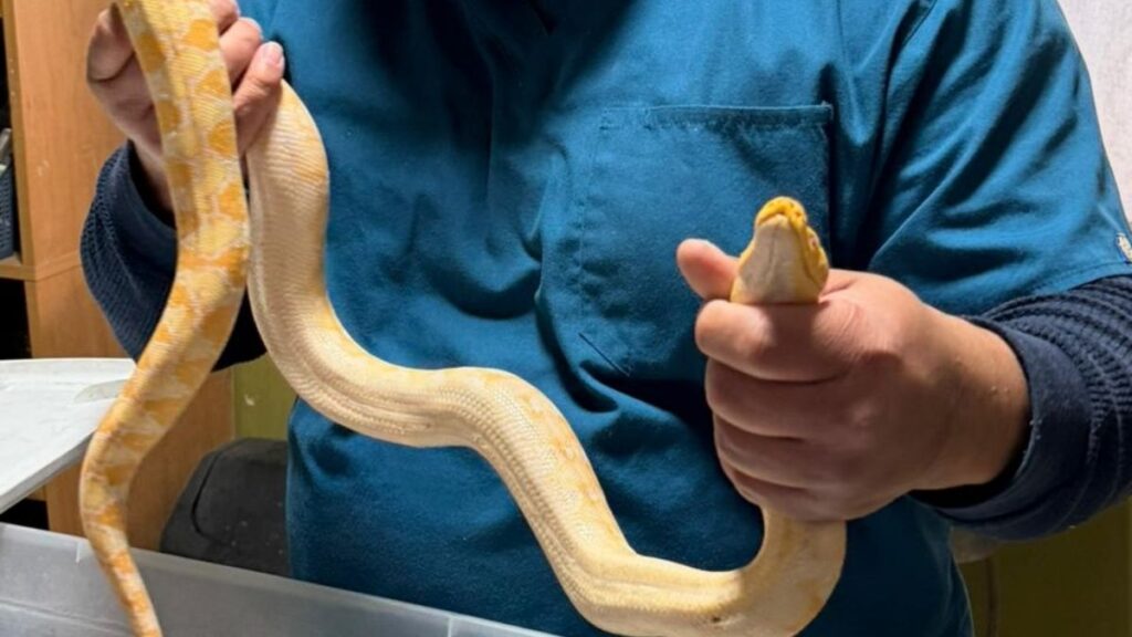 Recuperación de pitón: la historia del hombre en Gómez Palacio