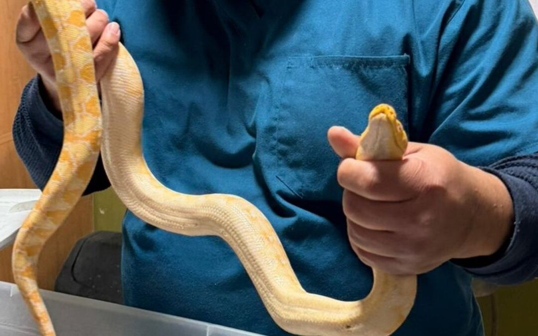 Recuperación de pitón: la historia del hombre en Gómez Palacio