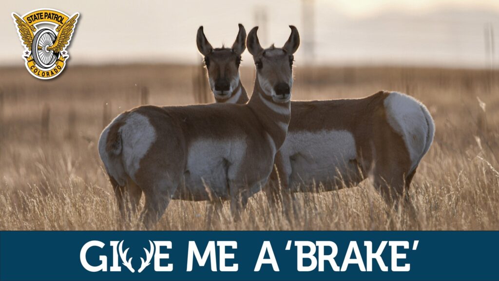 Aumentan los choques con animales en Colorado: Consejos de la Patrulla Estatal para una conducción segura