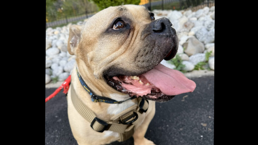 Crisis migratoria: Aumento alarmante en el abandono de mascotas en Sacramento