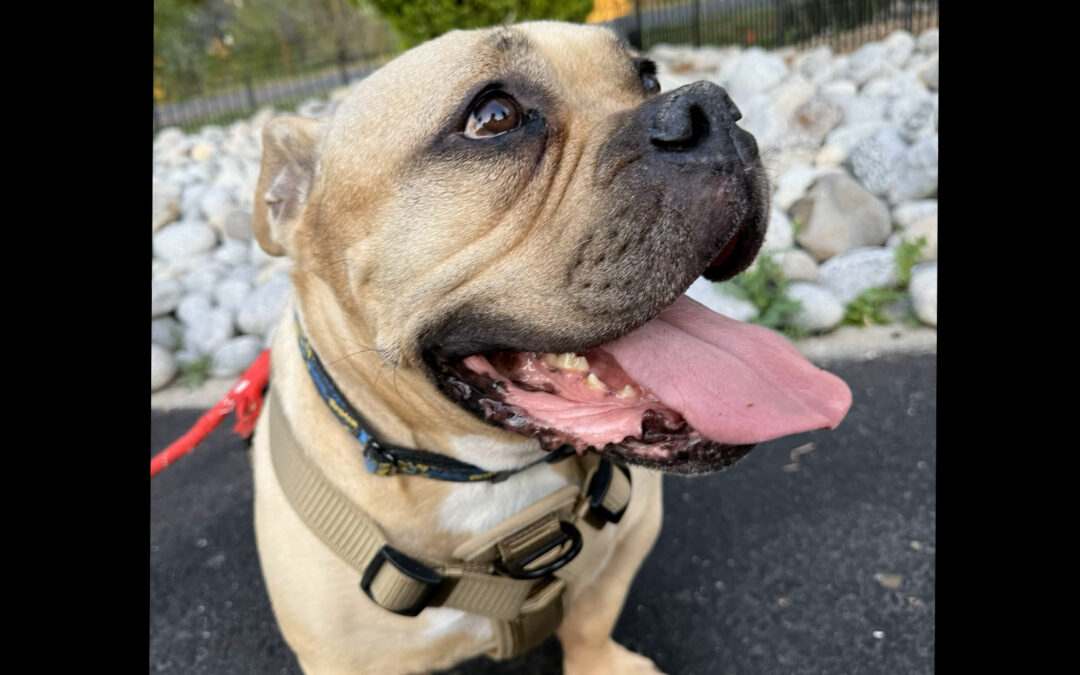 Crisis migratoria: Aumento alarmante en el abandono de mascotas en Sacramento