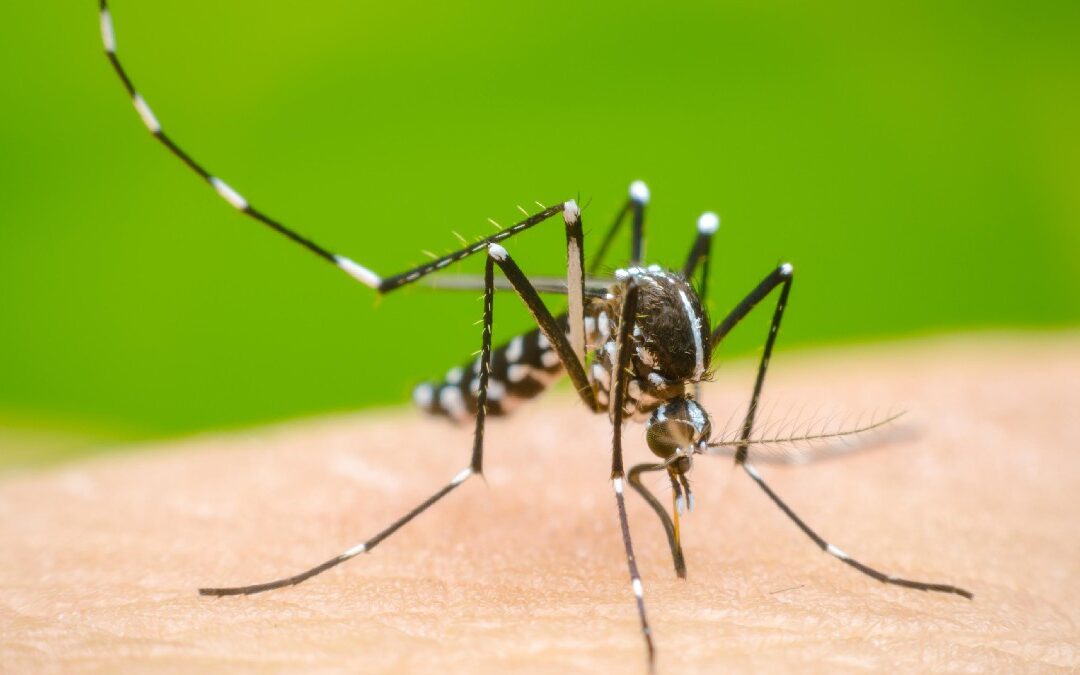 Jalisco en 3er Lugar Nacional: ¿Aumentan o Disminuyen los Casos de Dengue?