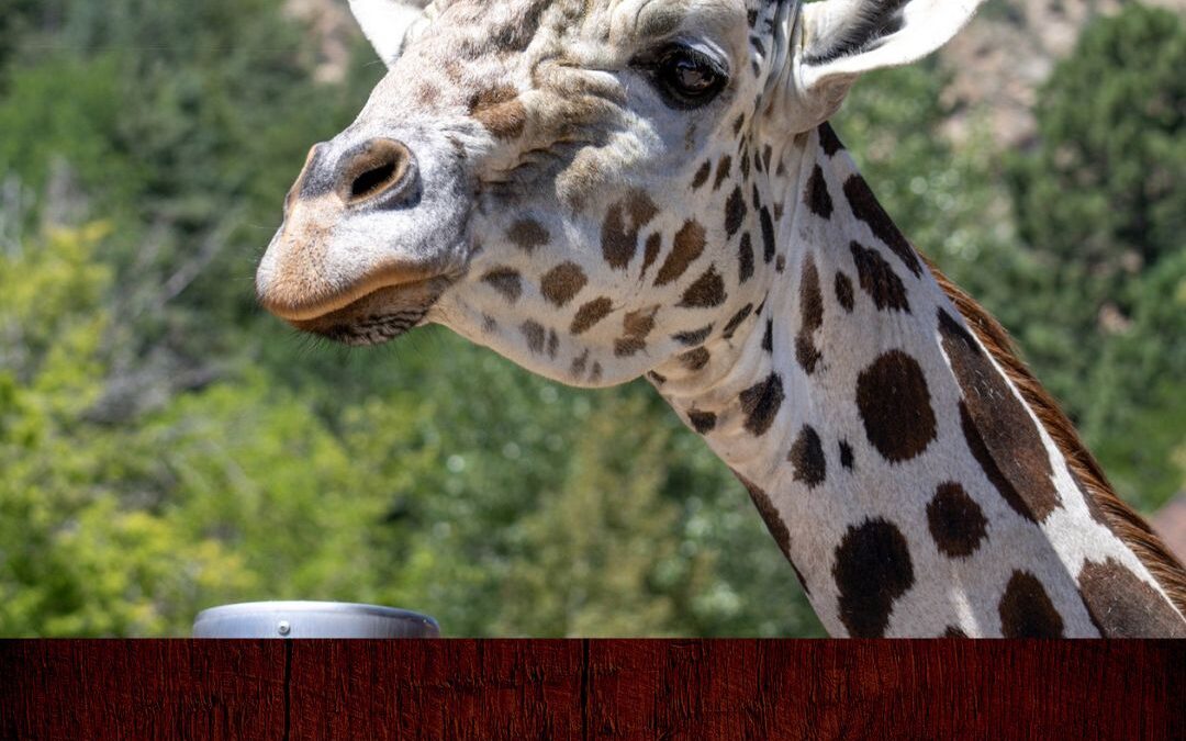 Fallece la querida jirafa Khalid del Cheyenne Mountain Zoo a los 17 años