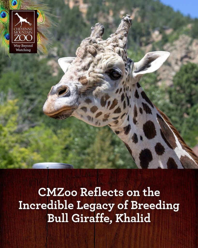 Fallece la querida jirafa Khalid del Cheyenne Mountain Zoo a los 17 años
