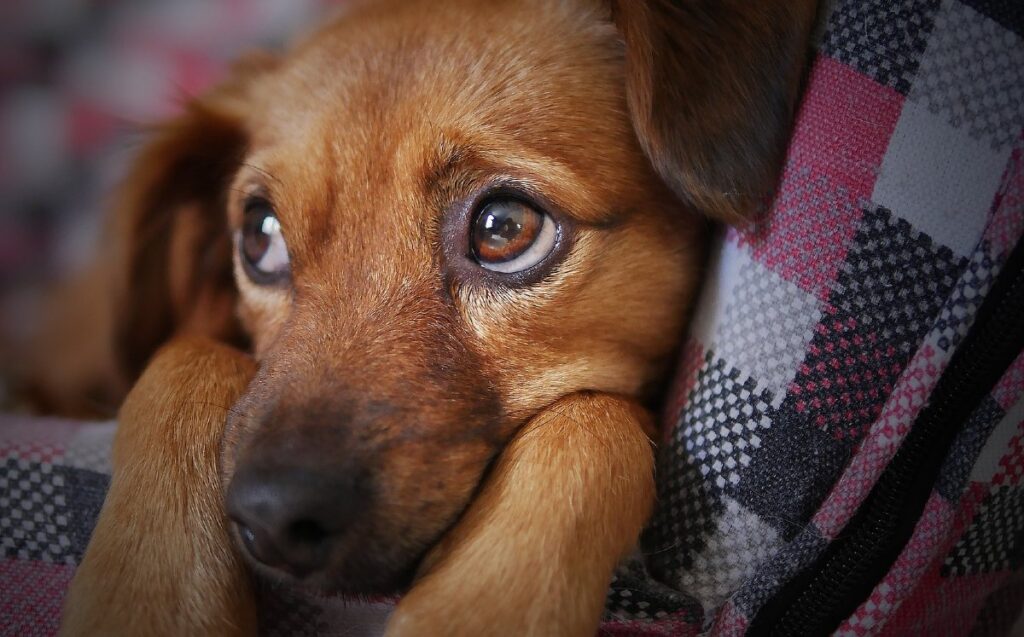 Recomendaciones de Nuevo León para el Cuidado de Mascotas Durante la Navidad