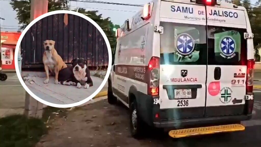Hombre Atacado por Perros Agresivos en Guadalajara: Dueño Bajo Fuego