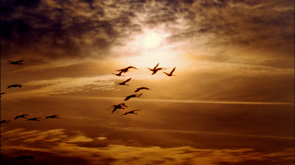 La Migración Invernal Aumenta el Riesgo de Gripe Aviar en Colorado