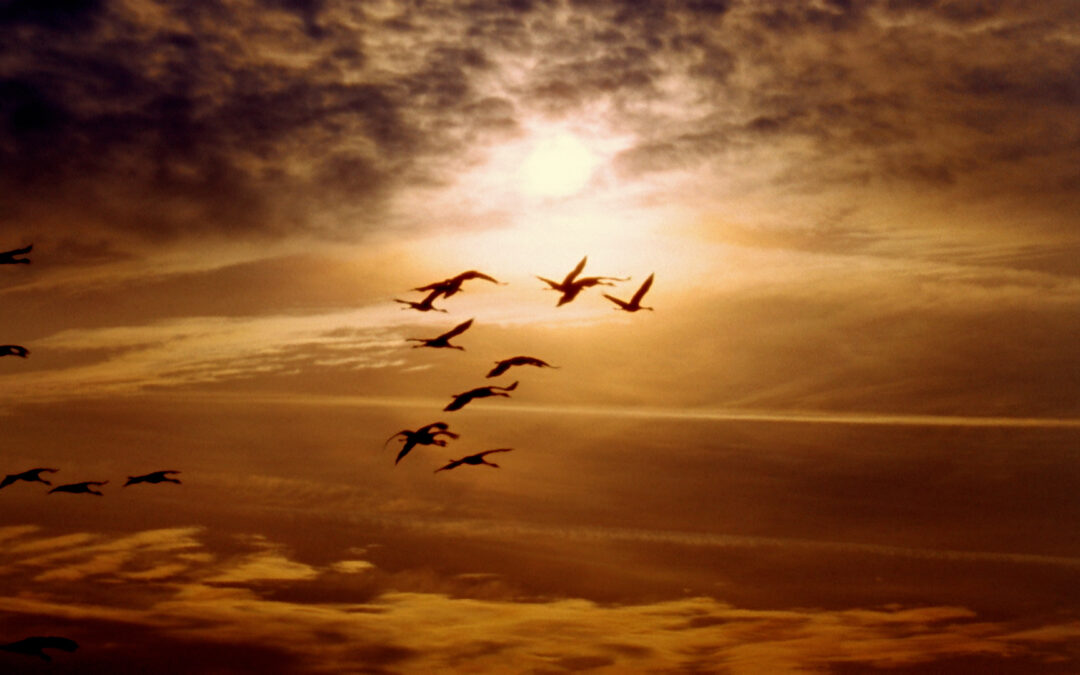 La Migración Invernal Aumenta el Riesgo de Gripe Aviar en Colorado