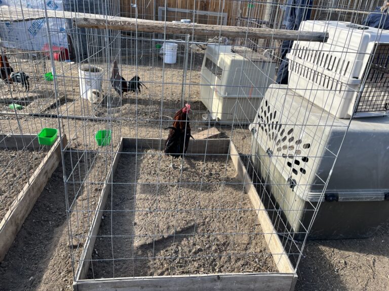 Decomiso de Aves: Autoridades Desmantelan Red de Peleas de Gallos en Commerce City