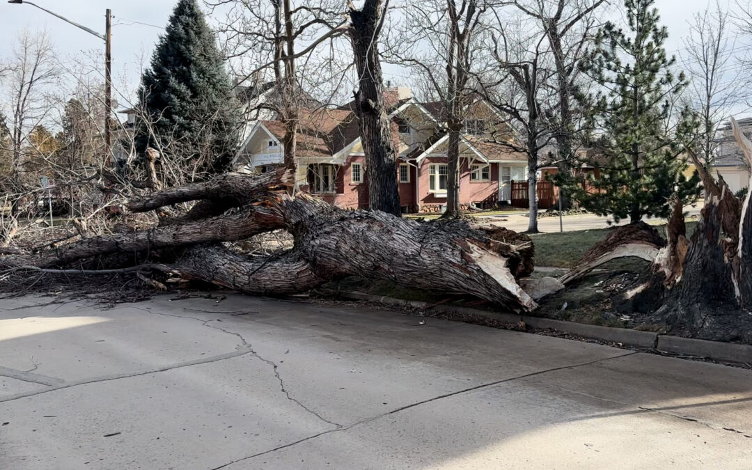 Vientos Fuertes en Colorado: Precauciones Urgentes ante Cortes de Electricidad