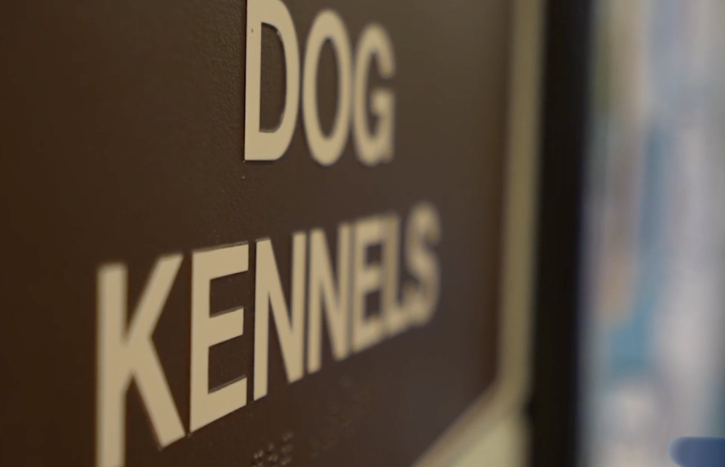 Palm Desert Implementa Programa de Esterilización de Mascotas y Prohíbe Crianza Ilegal