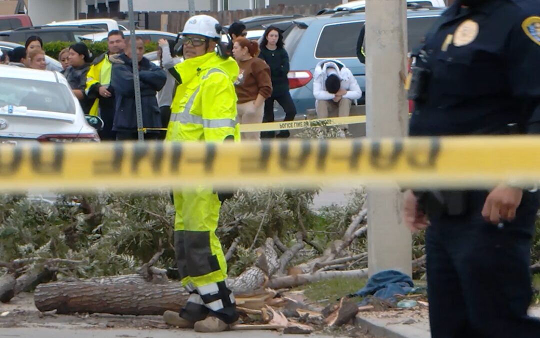 Tragedia en San Diego: Muerte por caída de árbol en Nochebuena