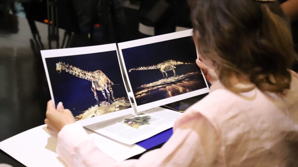 Confirmación de San Pedro Garza García sobre el Fósil ‘Einstein’: Un Préstamo, No una Donación