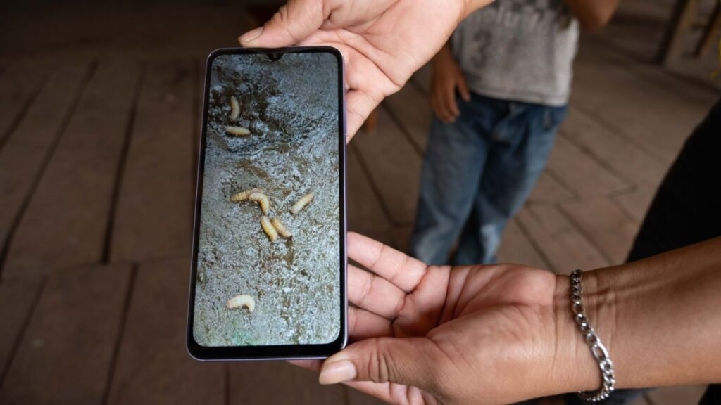 Primera detección de gusano barrenador en ganado de Edomex: Se implementan medidas preventivas