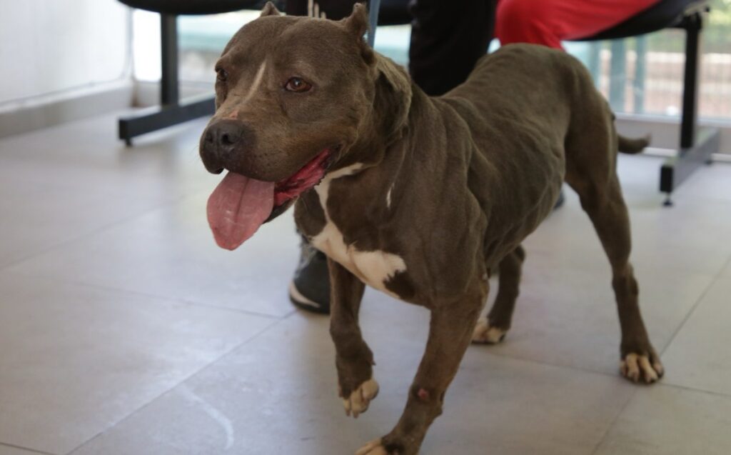 Guadalajara Aumenta las Adopciones de Mascotas Rescatadas: 133 Nuevos Hogares en el Último Año