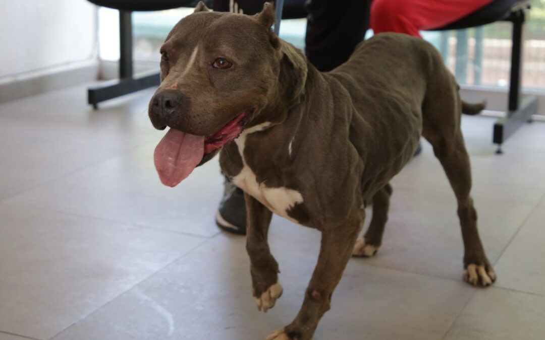 Guadalajara Aumenta las Adopciones de Mascotas Rescatadas: 133 Nuevos Hogares en el Último Año