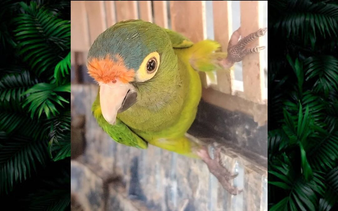 Más de 40 Animales Exóticos Asegurados en Operativo por el Día de Reyes en Michoacán