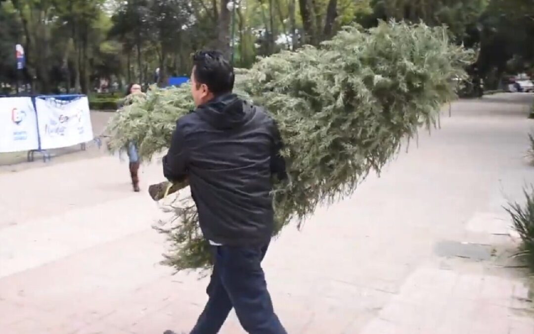 Reciclaje de Árboles de Navidad Naturales en Zapopan: Descubre Dónde Llevar el Tuyo
