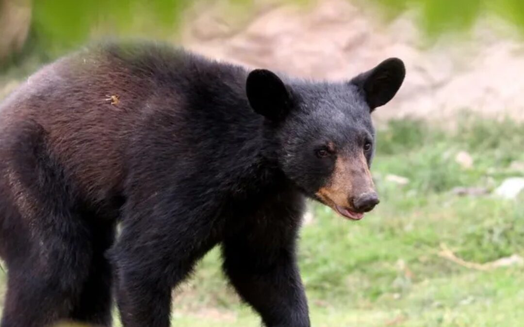 El Club Hípico La Silla Suspendido Parcialmente por Atraer Osos con Residuos